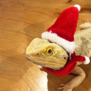 Festive Reptile Santa Hat and Scarf Set
