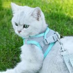Dog Vest Type Harness for Dogs and Cats - Image 4