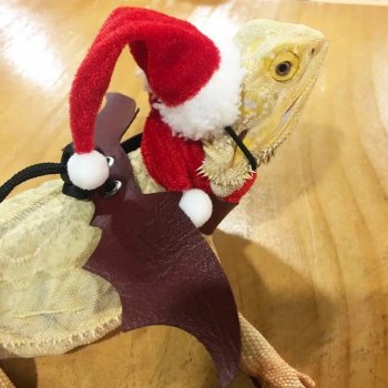 Festive Reptile Santa Hat and Scarf Set